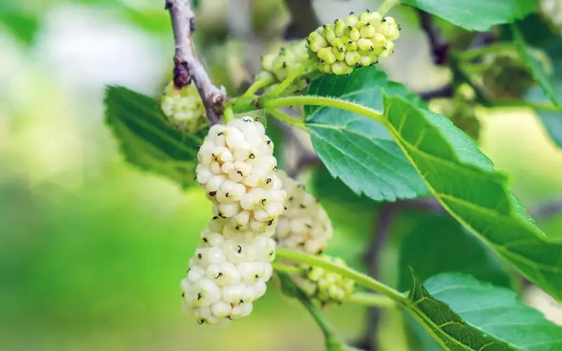 White Mulberry Seal Extract - Natural Blood Sugar Control Ingredient in Sugar Flush Pro